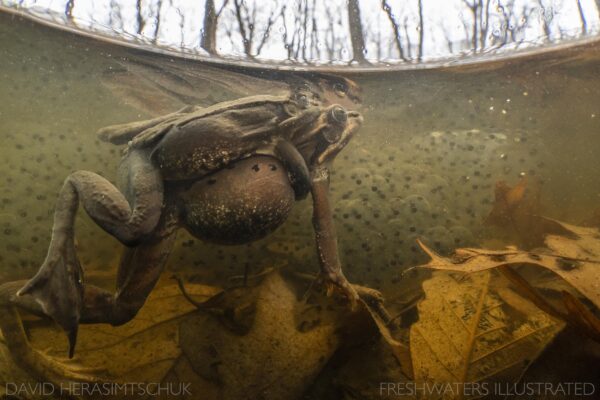 20220224_PA_WoodFrogsUnderwater_DHerasimtschuk-DSC03891-copy-600x400