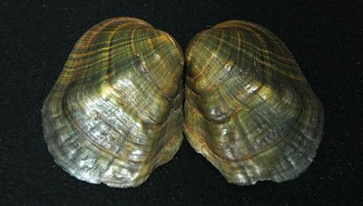 Eight Species of Freshwater Mussels Declared Extinct