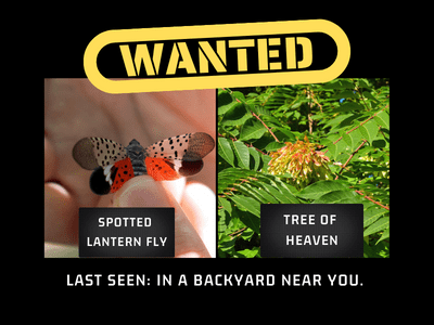 WEBINAR: Tree of Heaven and Spotted Lanternfly – What You Need to Know
