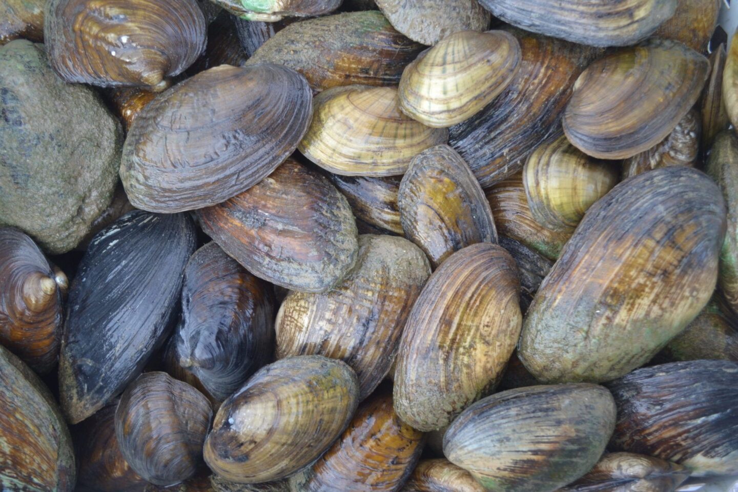 Schools selected for nation’s first Mussels in the Classroom program