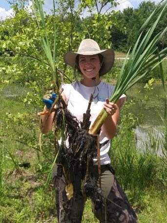 A staff member holds up an invasive cattail she has just removed.