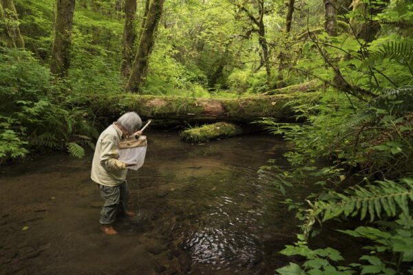 JudysCreek FreshwatersIllustrated DavidHera 600x400