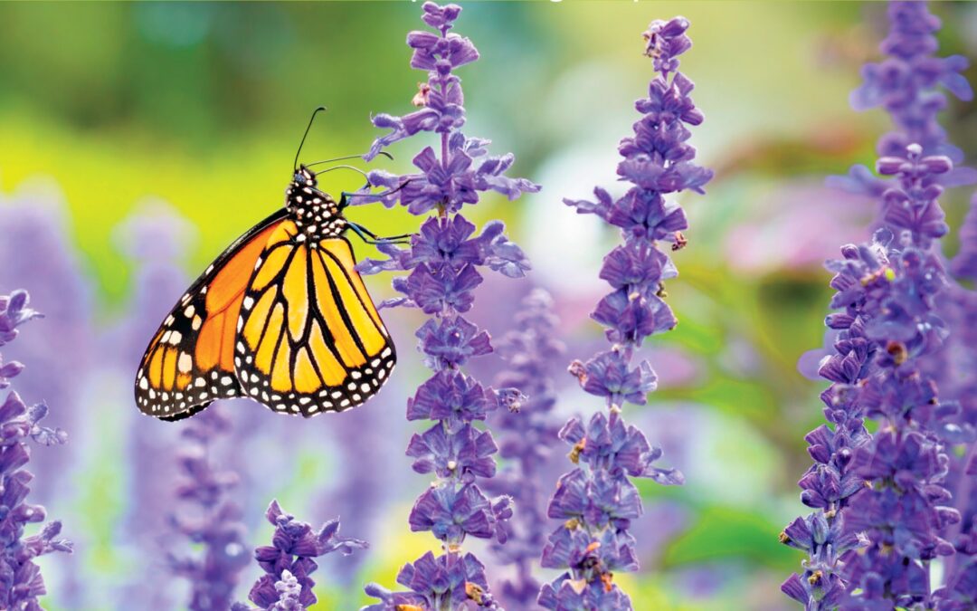 Massive 1,000 Acres Pollinator Habitat Project Begins in Southwest Ohio and Southern Indiana