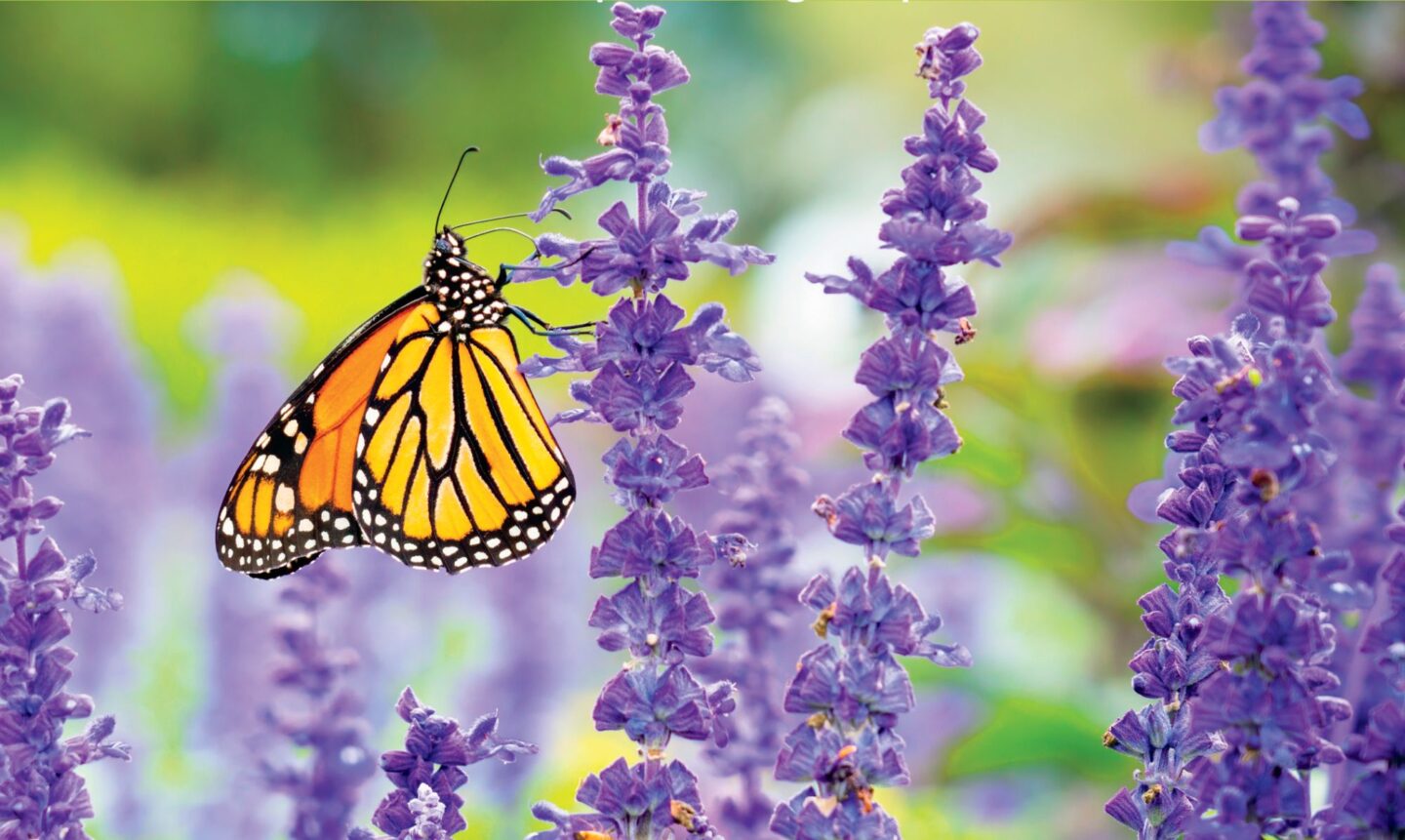 Massive 1,000 Acres Pollinator Habitat Project Begins in Southwest Ohio and Southern Indiana