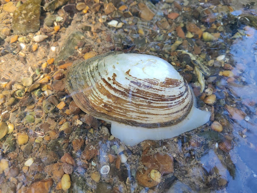 Spreading Love in the Waterways: The Remarkable Self-Love of Freshwater Mussels