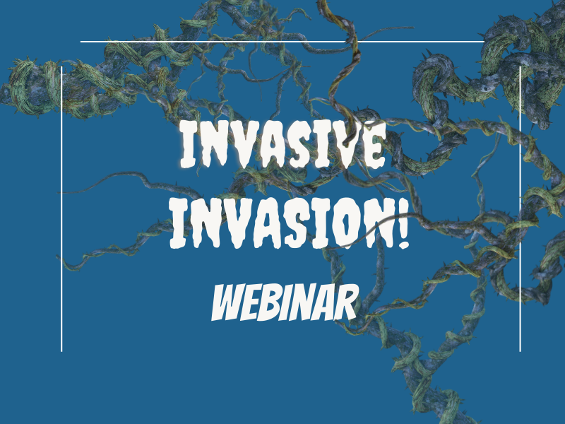 Upcoming Webinar: Invasive Invasion! How to identify invasive plants and stop them in their tracks.