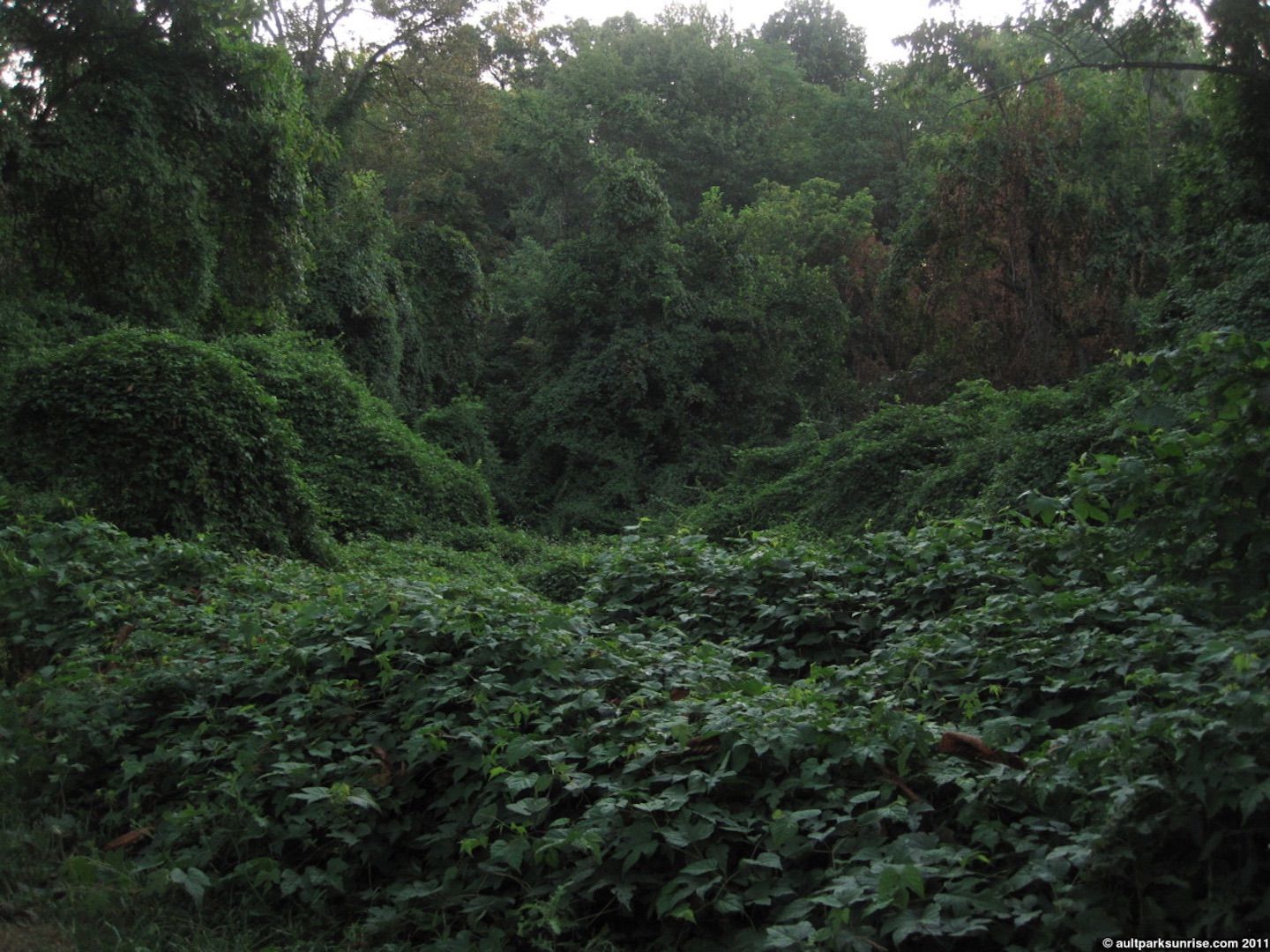 Forest covered in invasive species