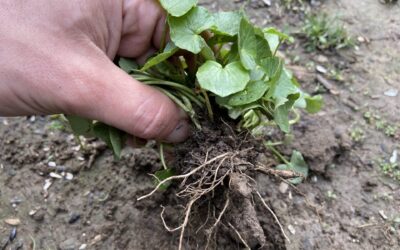 Hand pulling Celadine out of ground