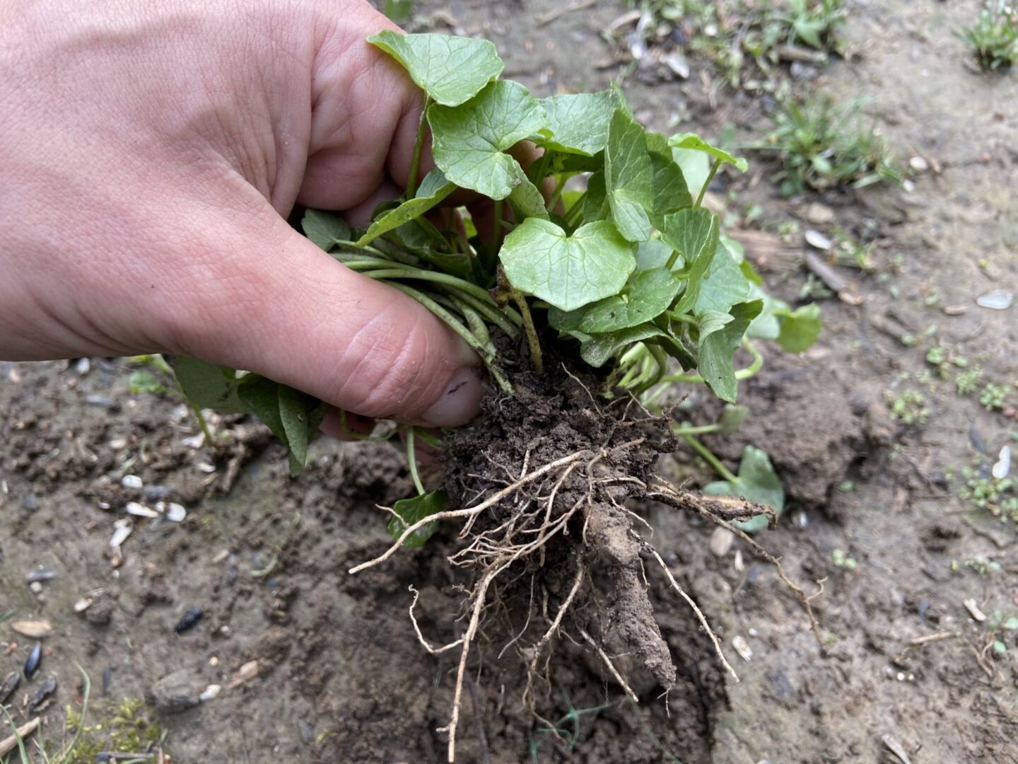 Hand pulling Lesser celandine out of the ground