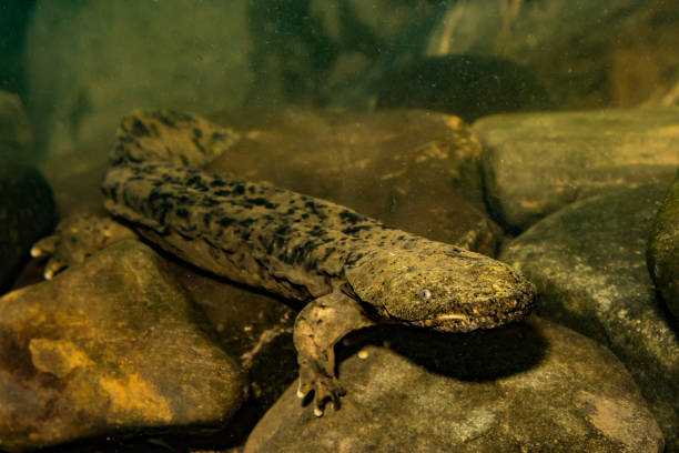 Show the Eastern Hellbender Some Love: Protect Our Watershed