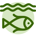 fish in river graphic