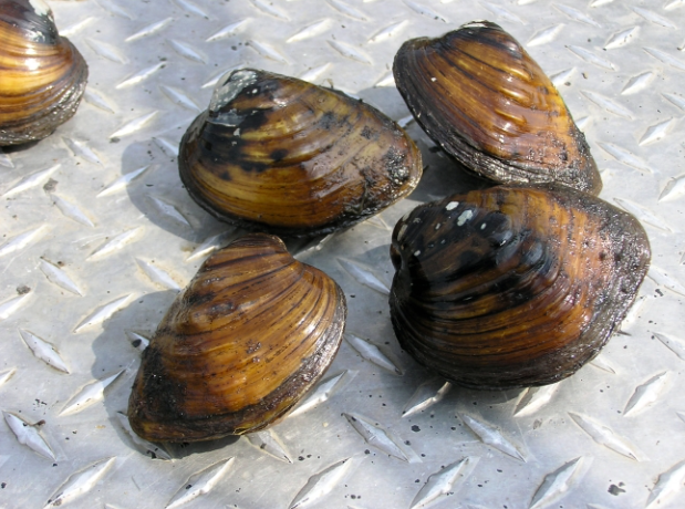 A Win for Freshwater Mussels — But the Ohio River Was Left Behind