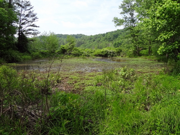 Ohio River Foundation Receives $1.4 Million Wetlands Grant