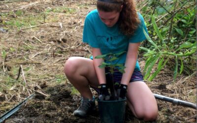Youth Planting Small Tree